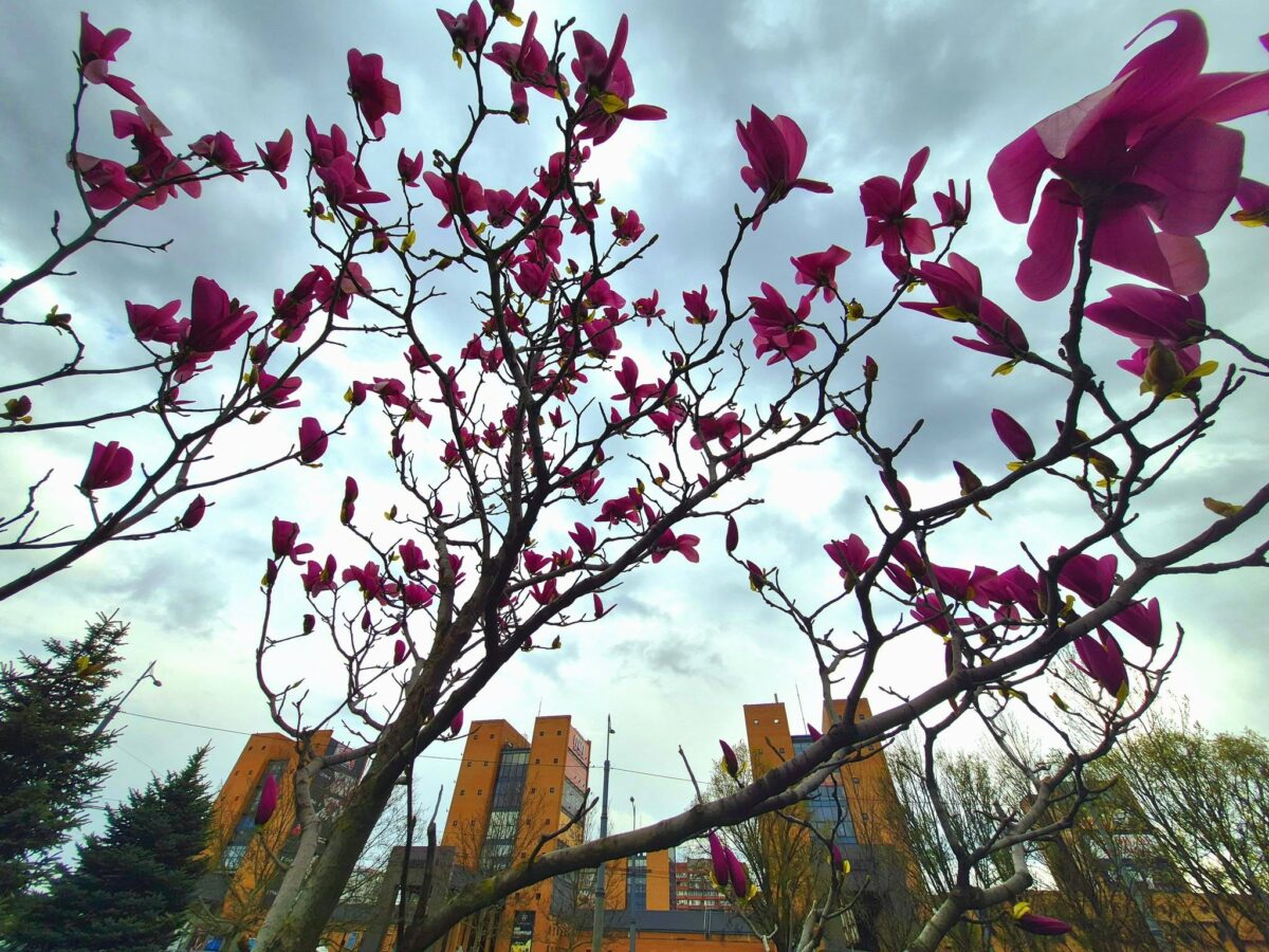 14.04, Дніпро: без опадів. Заморозки на ґрунті тривають.