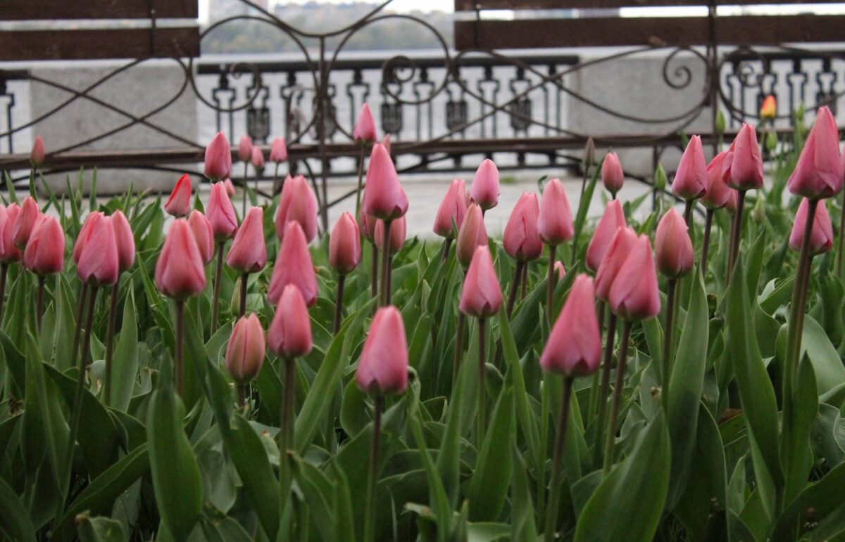 Дніпро 25.04: +16° вдень, заморозки вночі – прогноз погоди