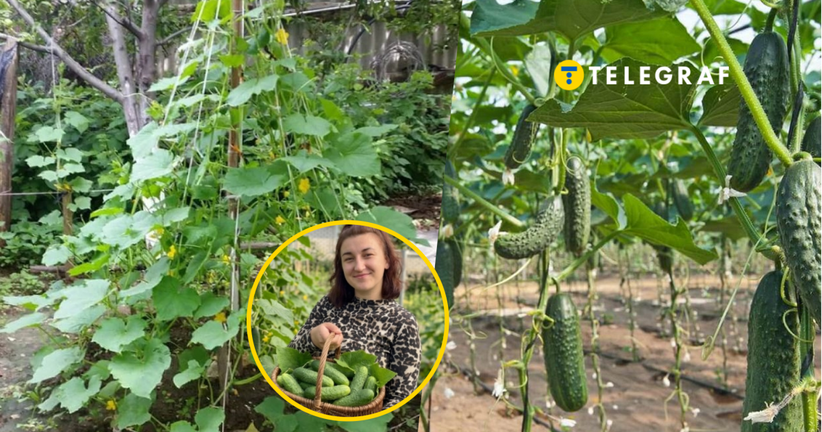 Просто і ефективно: Огірки без клопоту. Легкий посів, багатий врожай.